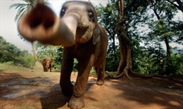 Biện pháp ‘siêu’ đơn giản để con người và voi hoang dã tránh đụng độ