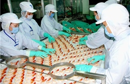 Tín hiệu tích cực đối với xuất khẩu tôm Việt Nam