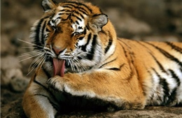 Phân tích gen hổ giúp bảo tồn các loài thú họ mèo 
