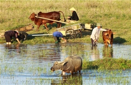 Về vụ kích động, gây rối ở xã Nghi Phương, Nghệ An - Bài cuối: Nghệ An - Những miền quê &#39;tốt đời đẹp đạo&#39;