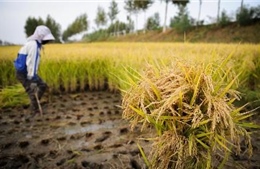 Trung Quốc tăng giá thu mua gạo 