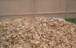 Chú chó Husky thích thú &#39;ngụp lặn&#39; trong lá khô