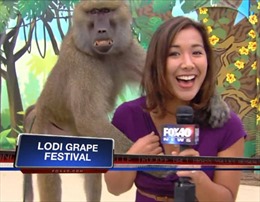 Nữ phóng viên truyền hình bị khỉ ‘sàm sỡ’