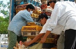 Quảng Ninh bắt 14.000 con gà giống nhập lậu 