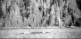 Những con "thủy quái" lừng danh thế giới - Kỳ 1: Quái vật hồ Kanasi