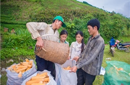 Mùa thu hoạch ngô ở vùng cao