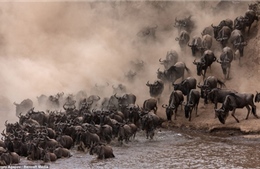 Sông Mara, Kenya cuộn sóng vì đàn thú di cư