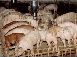 Hàng trăm hộ dân khổ sở vì trang trại nuôi lợn 