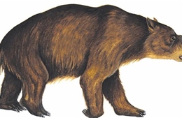Phát hiện hóa thạch gấu túi đặc biệt tại Australia