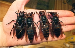 Ong bắp cày khổng lồ hoành hành Trung Quốc 