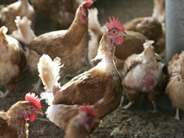 Gần 300 người ngộ độc thịt gà tại Mỹ 