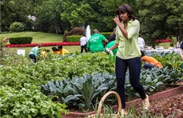 Hoang dại vườn rau của bà Obama
