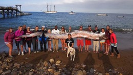 Bắt được cá đai - ‘huyền thoại biển cả’ dài 5,5m