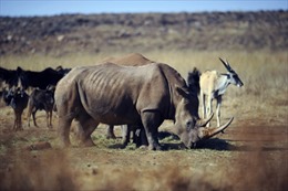 Tổ chức Nhân đạo quốc tế kêu gọi bảo vệ tê giác 