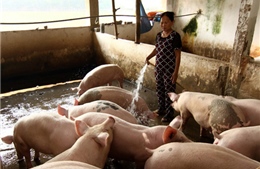 Tìm đường nâng cao đời sống nông dân - Bài 3