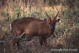 Phát hiện Mang lớn - loài thú quý hiếm ở Khu bảo tồn Sao la
