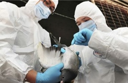 Trung Quốc điều chế thành công vắcxin ngừa cúm H7N9  