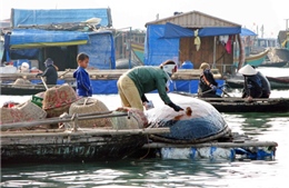 Làng chài trong lòng di sản vịnh Hạ Long