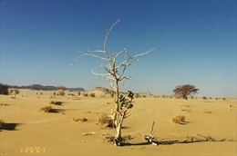 87 người nhập cư chết khát trên sa mạc Sahara