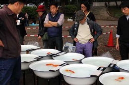 Hội chợ thẩm định cá vàng Ranchu tại Nhật Bản