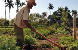Cuba tiếp tục giao đất cho nông dân