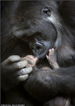 Cơ hội thứ hai cho con Gorilla từng nghiền nát đứa con đầu lòng