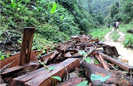 Ngăn chặn &#39;xẻ thịt&#39; rừng gỗ ở Lai Châu 