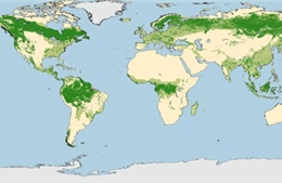 Ra mắt bản đồ diện tích rừng trên Trái Đất 