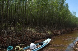 Xử nghiêm vụ phá rừng Vườn quốc gia Mũi Cà Mau 