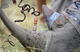 Tiêm thuốc độc vào sừng để cứu tê giác 