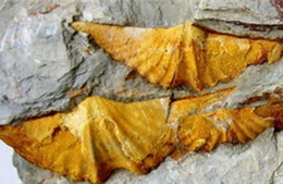 Hóa thạch tay cuộn trên Cao nguyên đá Đồng Văn được công nhận di tích Quốc gia