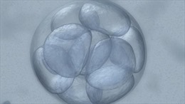 Phát hiện mới về sự hình thành phôi tế bào