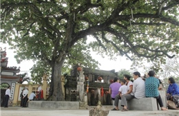 Trên 600 cây được công nhận Cây Di sản Việt Nam 