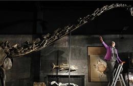 Hơn 650.000 USD cho xương khủng long Diplodocus