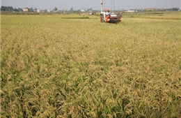 Xây dựng lúa gạo thành sản phẩm quốc gia