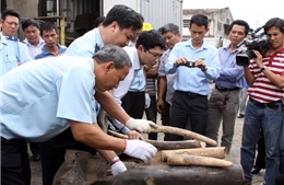 Xử vụ vận chuyển 2,5 tấn ngà voi vào Việt Nam