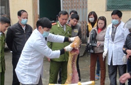 Hà Tĩnh tiêu hủy 2 tấn thịt lợn không rõ nguồn gốc 
