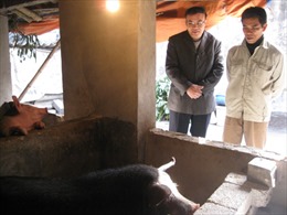 Người cứu nguy cho nông dân chăn nuôi lợn