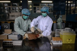 Dịch cúm H5N2 bùng phát ở miền bắc Trung Quốc