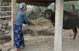 Chủ động chống rét cho gia súc, cây trồng