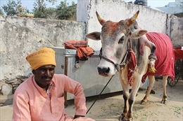 Bò màu nhiệm giúp sinh con trai ở Ấn Độ