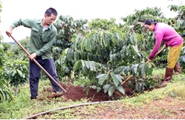 Coi trọng sản xuất nông lâm nghiệp