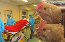 Bệnh nhân Hong Kong đầu tiên chết vì H7N9