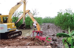 Xử nghiêm vụ phá rừng ngập mặn ở Tiên Lãng