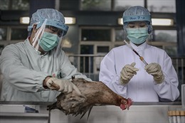 Cúm H9N2 tái xuất hiện ở Hong Kong