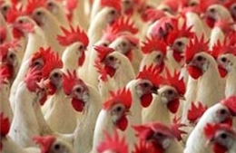 Bùng phát dịch cúm A/H5N1 tại Quý Châu 