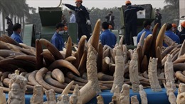 Trung Quốc tiêu hủy hơn 6 tấn ngà voi 