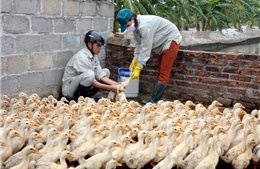 Bắc Ninh khẩn trương dập dịch cúm gia cầm 