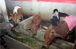 Gia súc bị chết do rét đậm, rét hại