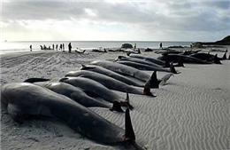Hàng loạt cá voi bị mắc cạn tại New Zealand